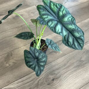 Alocasia baginda 'Dragon Scale'