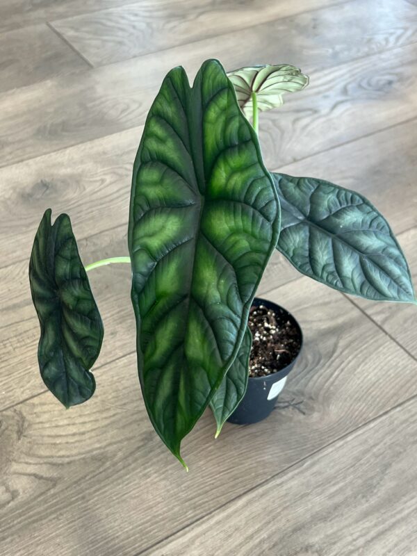 Alocasia baginda 'Dragon Scale' - Image 3