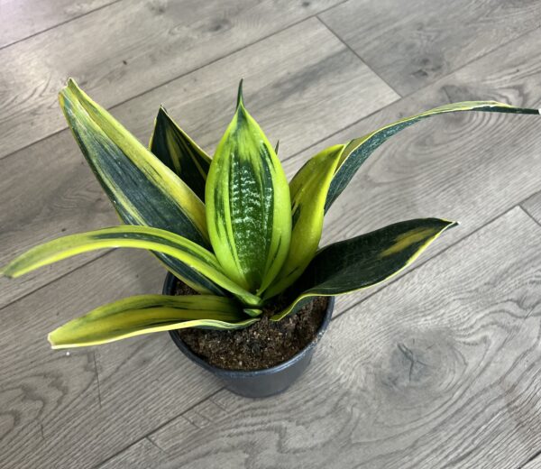 Sanseveria ‘Gold Flame’ - Image 2