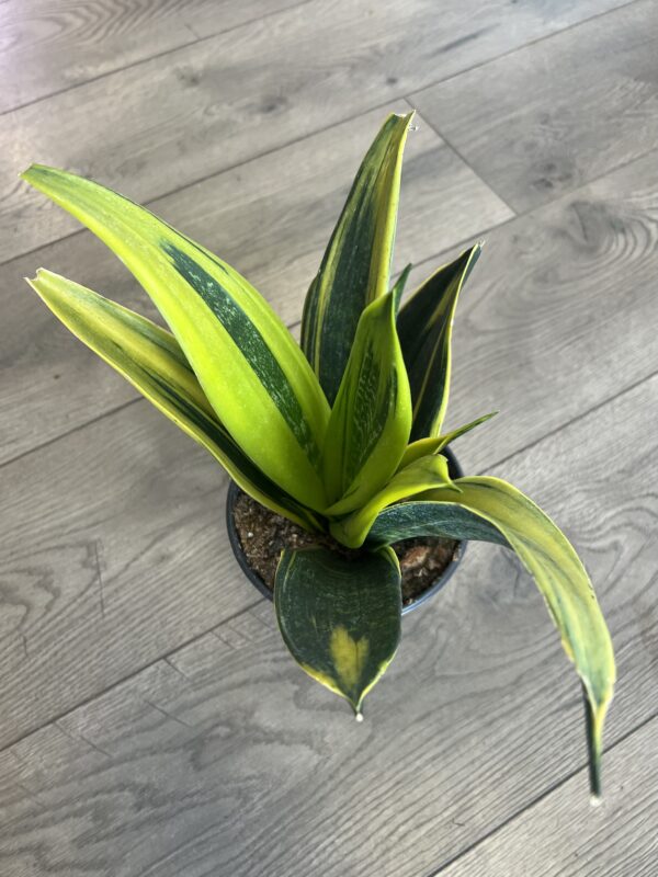 Sanseveria ‘Gold Flame’ - Image 3