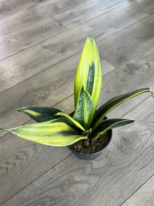 Sanseveria ‘Gold Flame’