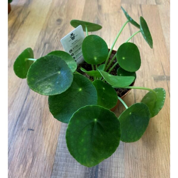 Pilea pepermoids ‘Friendship Plant’