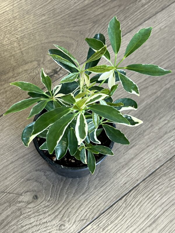 Schefflera arboricola ‘butterball’ - Image 2