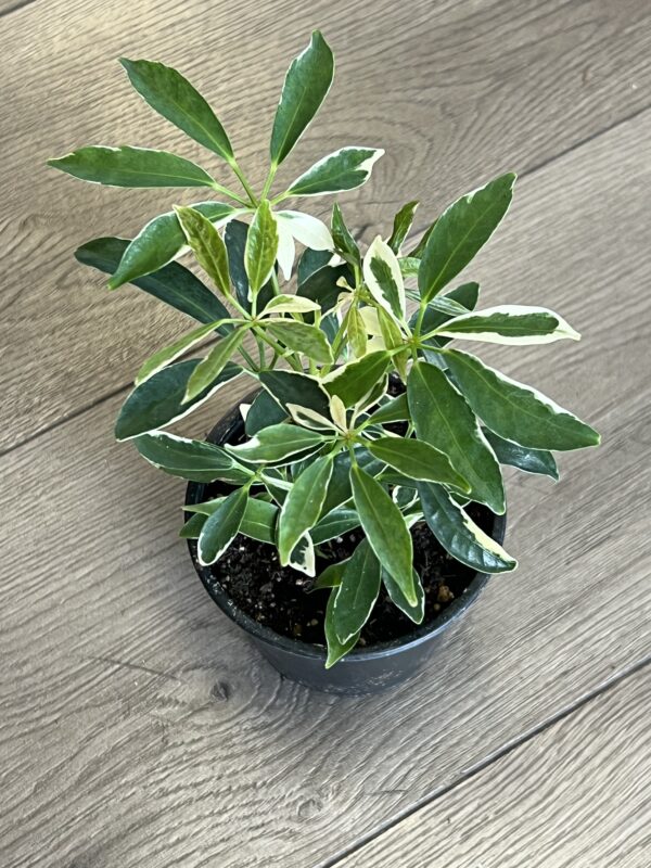 Schefflera arboricola ‘butterball’ - Image 3