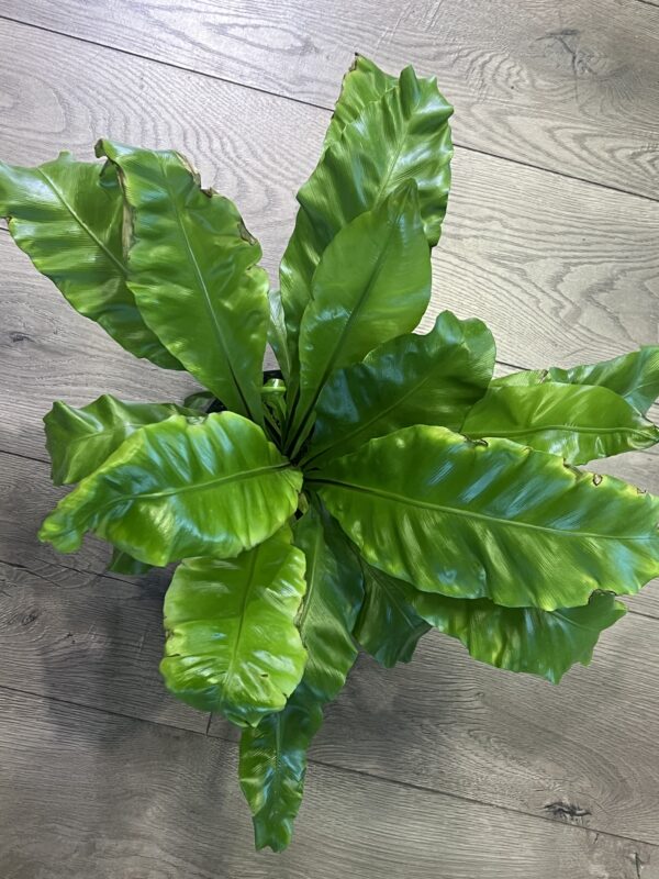 Asplenium nidus ‘Birds Nest Fern’ - Image 4