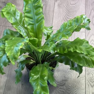 Asplenium nidus ‘Birds Nest Fern’