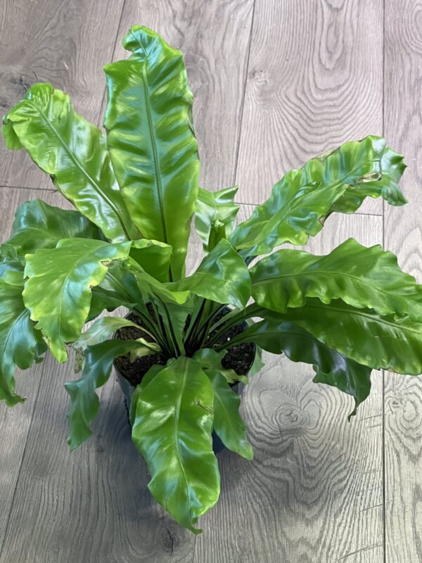 Asplenium nidus ‘Birds Nest Fern’