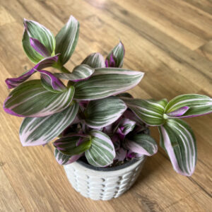 Tradescantia albiflora 'Nanouk'