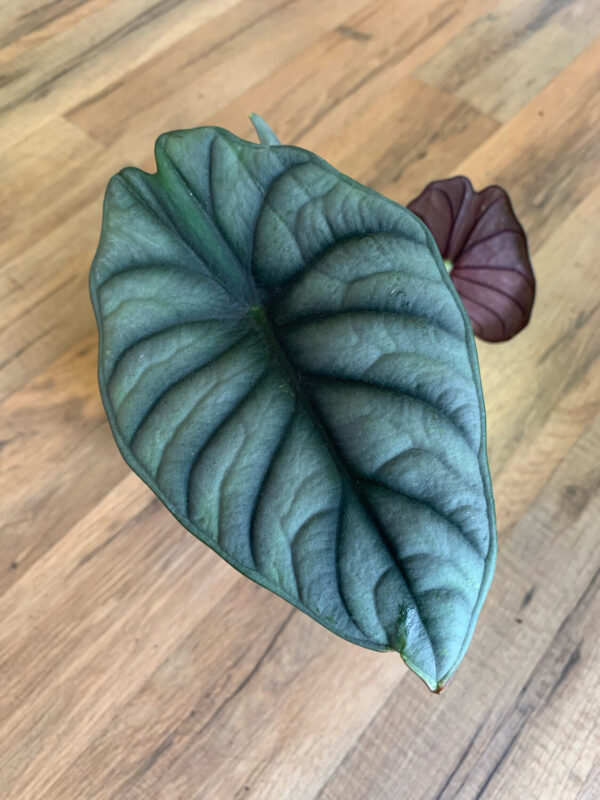 Alocasia ‘Nebula’ - Image 3