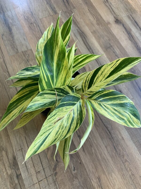 Alpinia zerumbet 'Ginger Variega’