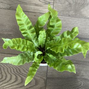 Asplenium nidus 'Crispy Wave Birds Nest Fern'