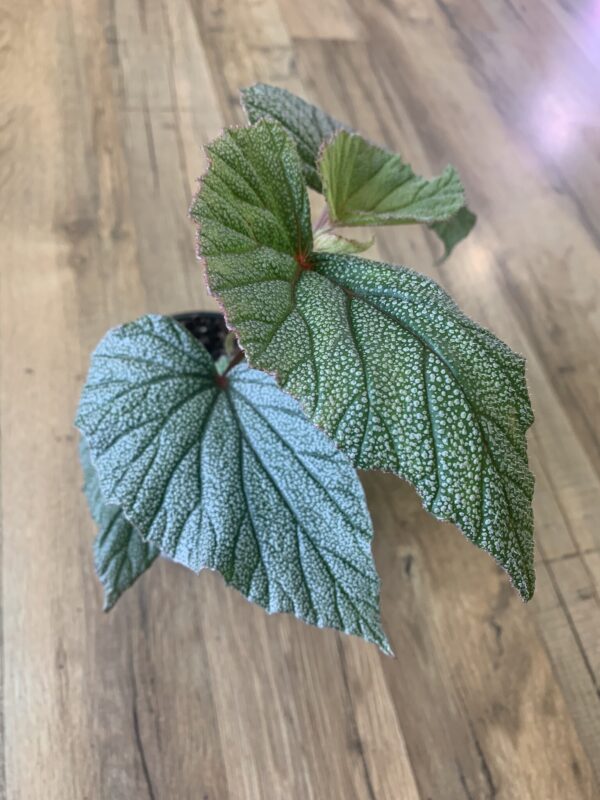 Angel Wing Begonia ‘Sinbad’ ~ 4 Inches