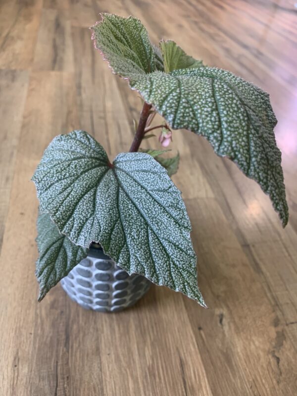 Angel Wing Begonia ‘Sinbad’ ~ 4 Inches - Image 5