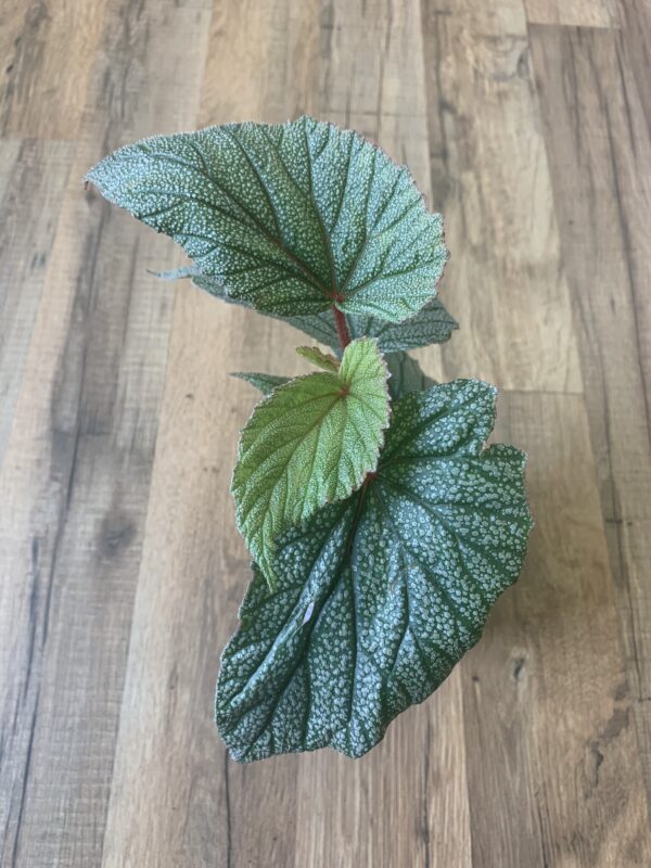 Angel Wing Begonia ‘Sinbad’ ~ 4 Inches - Image 3