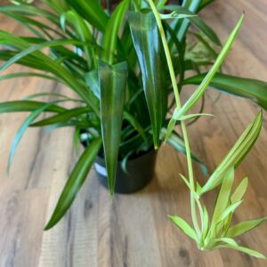 Chlorophytum comosum 'Hawaiian Spider Plant’