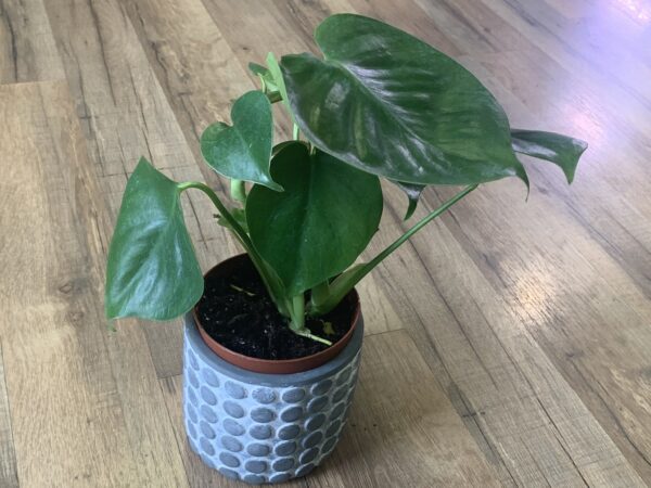 Monstera 'Deliciosa‘ - Image 2