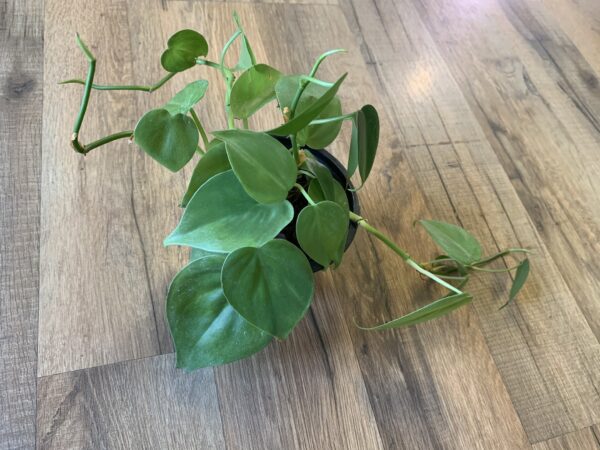 Philodendron cordatum ‘Heart Leaf’ - Image 2