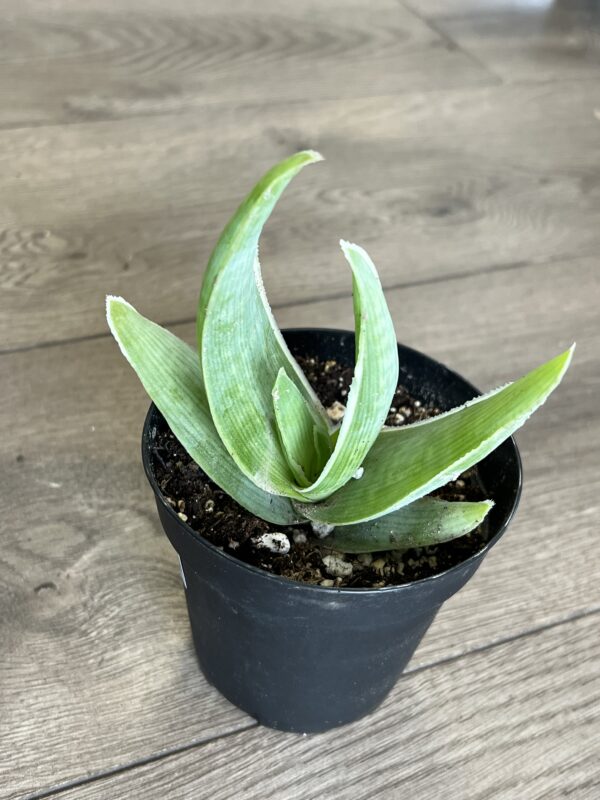 Aloe striata ‘Coral’