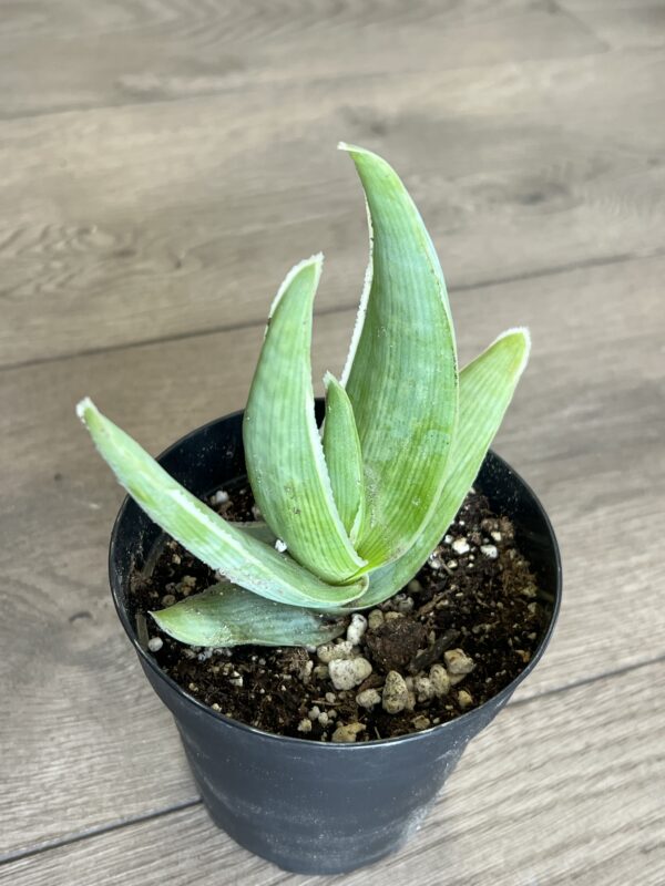 Aloe striata ‘Coral’ - Image 2