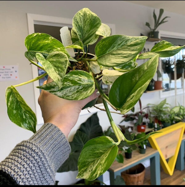 Epipremnum aureum ‘Marble Queen Pothos’