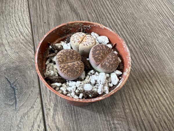 Lithops ‘Living stone’ - Image 4