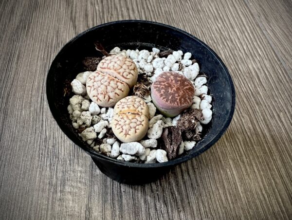 Lithops ‘Living stone’