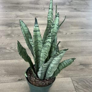 Sansevieria ‘Zeylanica’