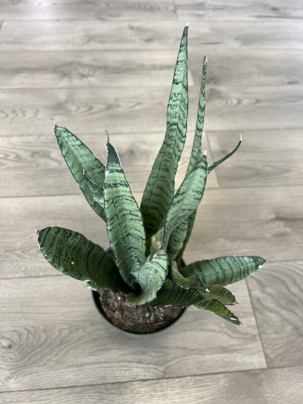 Sansevieria ‘Zeylanica’ - Image 2