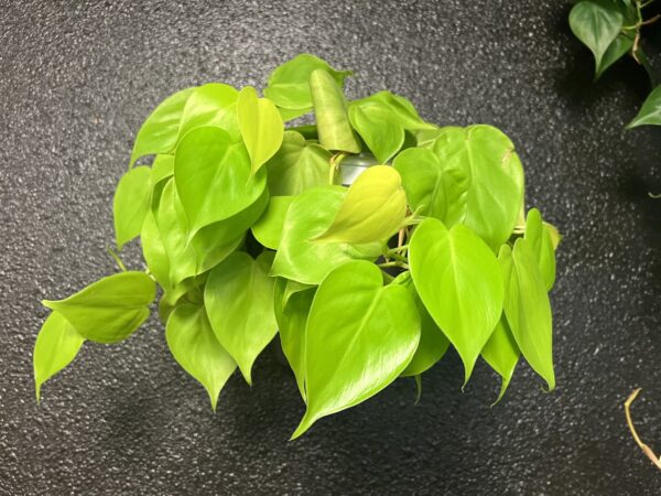 Philodendron Cordatum  ‘Heart leaf lemon lime’ - Image 2