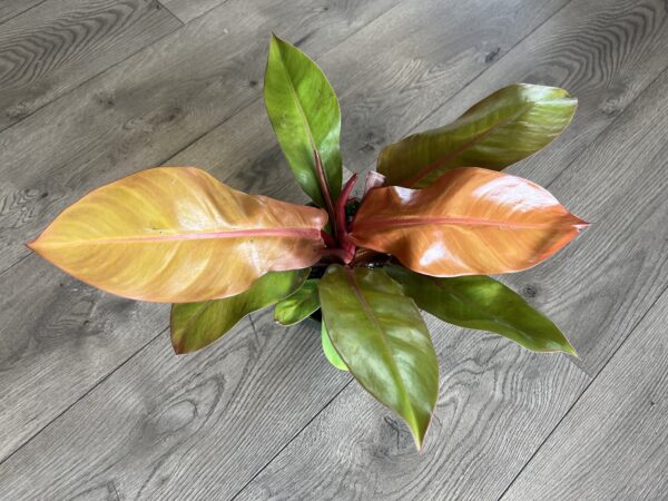 Philodendron ‘Prince of Orange’ - Image 3