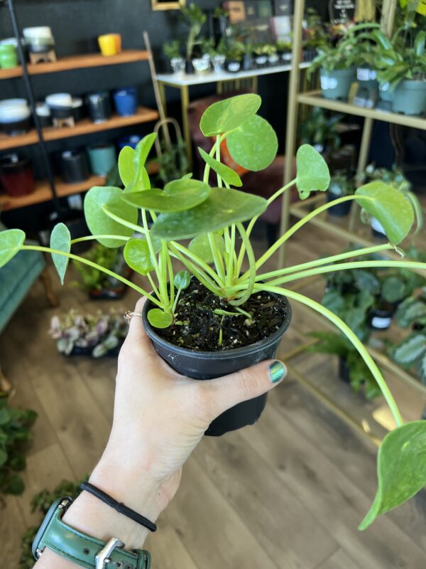 Pilea pepermoids ‘Friendship Plant’ - Image 2