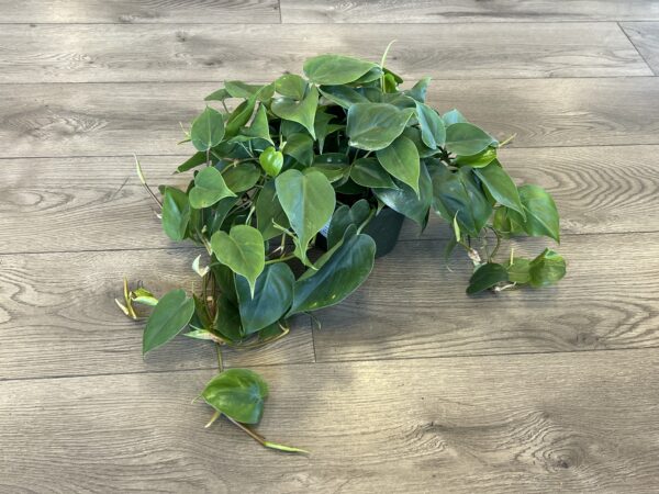 Philodendron cordatum ‘Heart Leaf’