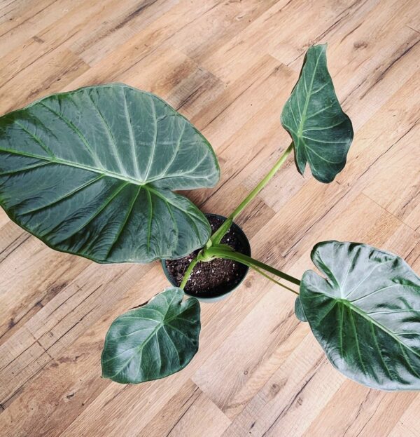 Alocasia ‘Regal Shield’ - Image 3