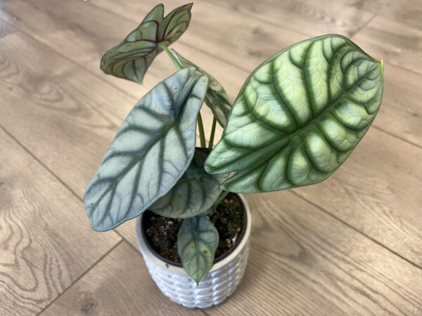 Alocasia ‘Silver dragon scale’ - Image 2