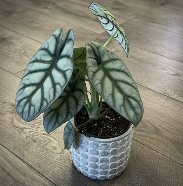 Alocasia ‘Silver dragon scale’
