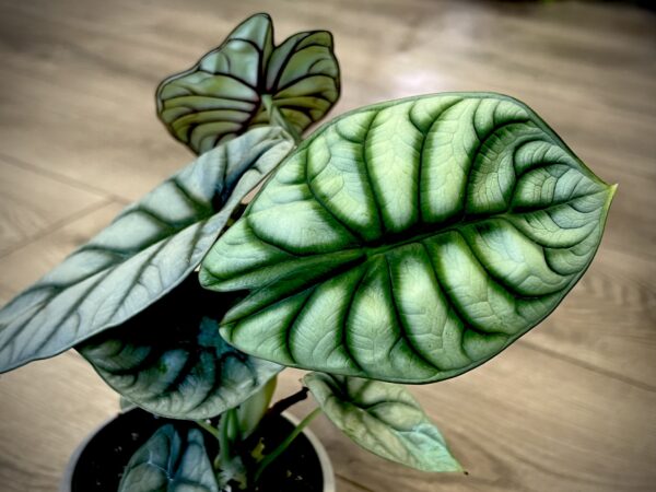 Alocasia ‘Silver dragon scale’ - Image 4