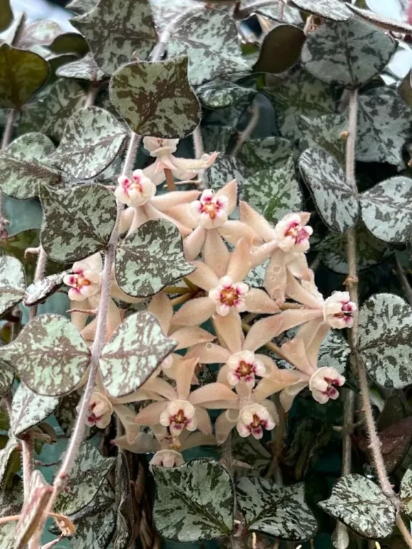 Hoya ‘curtisii’ - Image 2