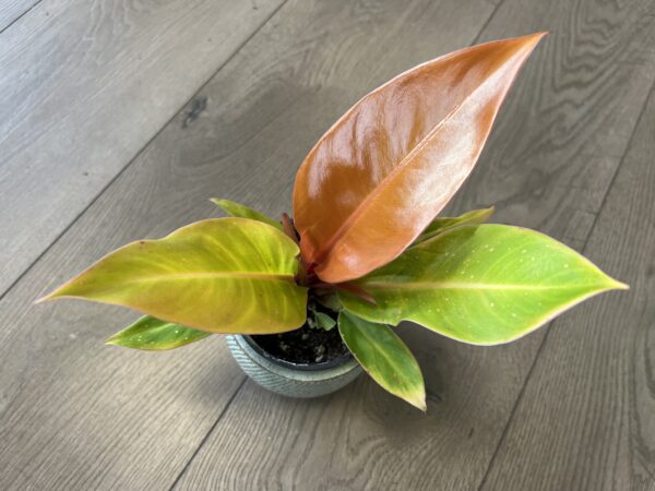 Philodendron ‘Prince of Orange’