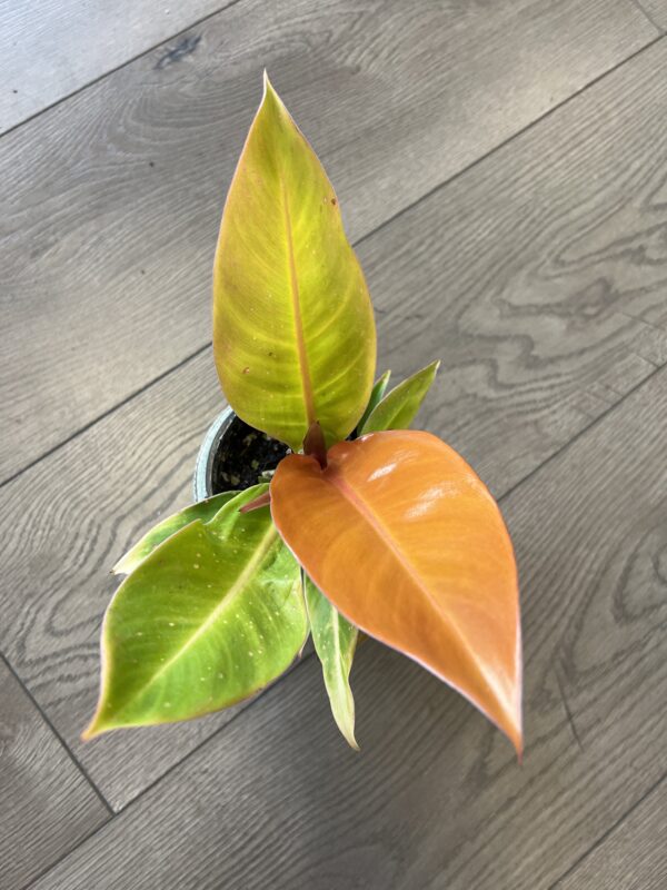 Philodendron ‘Prince of Orange’ - Image 5