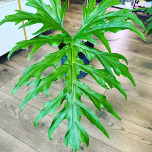 Philodendron warscewiczii