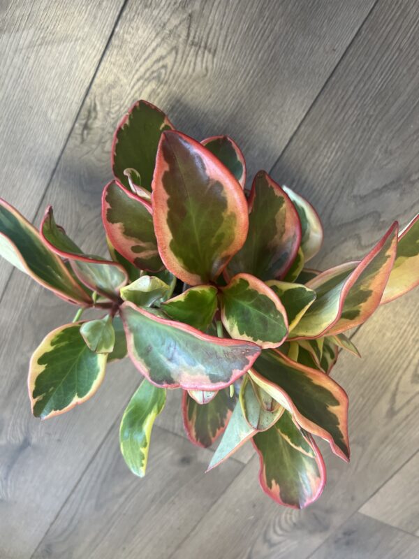 Peperomia ‘Ginny’ - Image 2