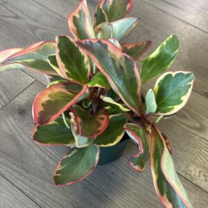 Peperomia ‘Ginny’