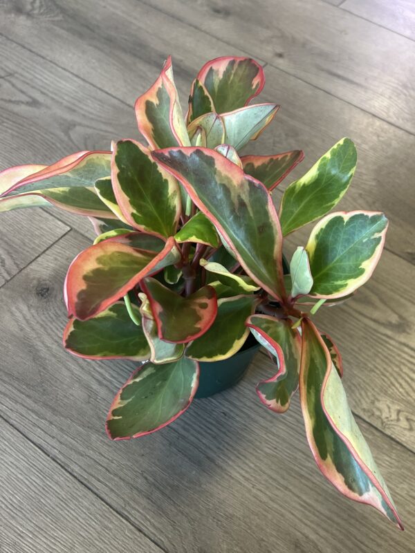 Peperomia ‘Ginny’