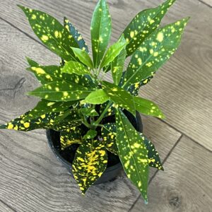 Croton ‘Gold Dust’