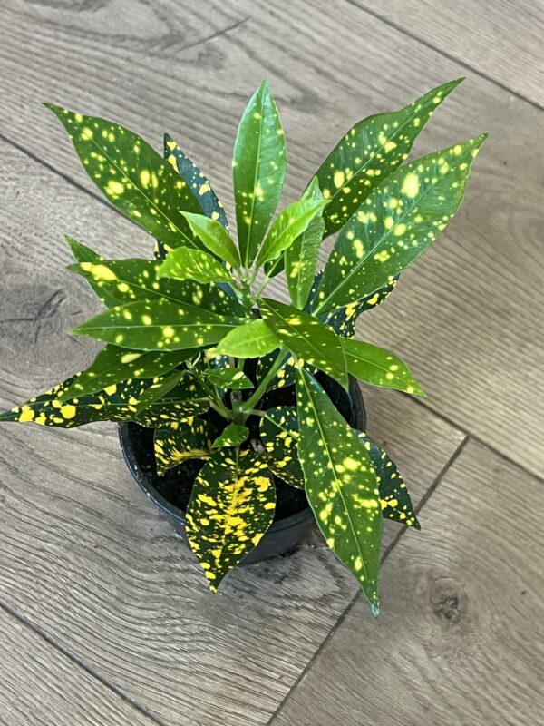 Croton ‘Gold Dust’