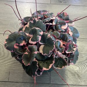 Saxifraga stolonifera ‘Strawberry Begonia Varigated’