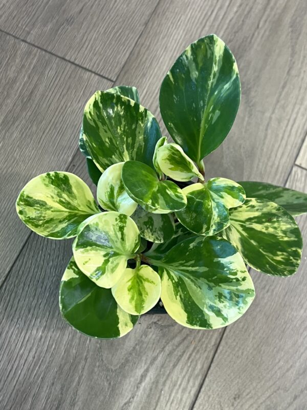 Peperomia obtusifolia ‘Marble’