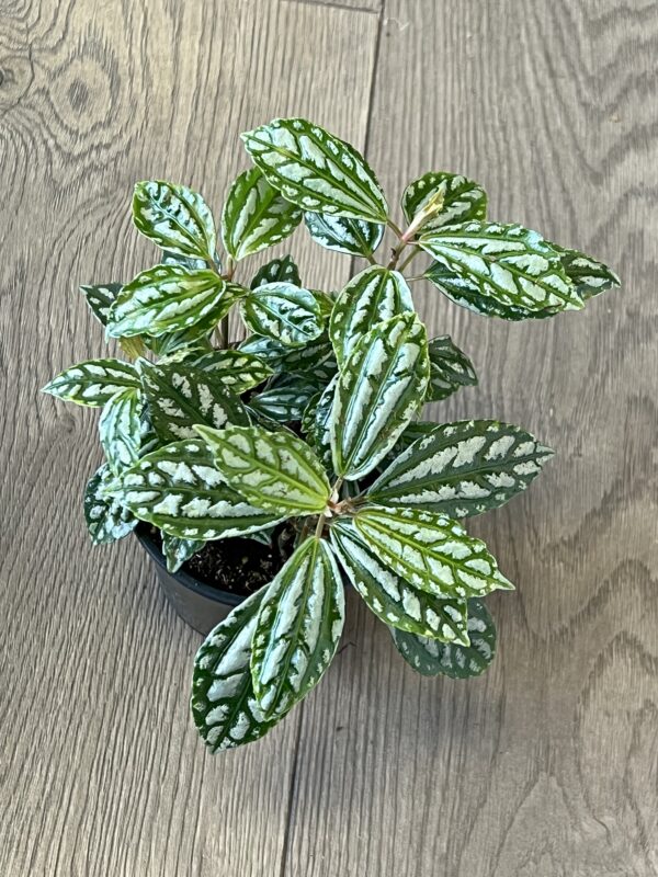 Pilea cadierei - Image 2