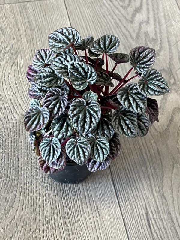 Peperomia ‘Red Ripple’ - Image 2