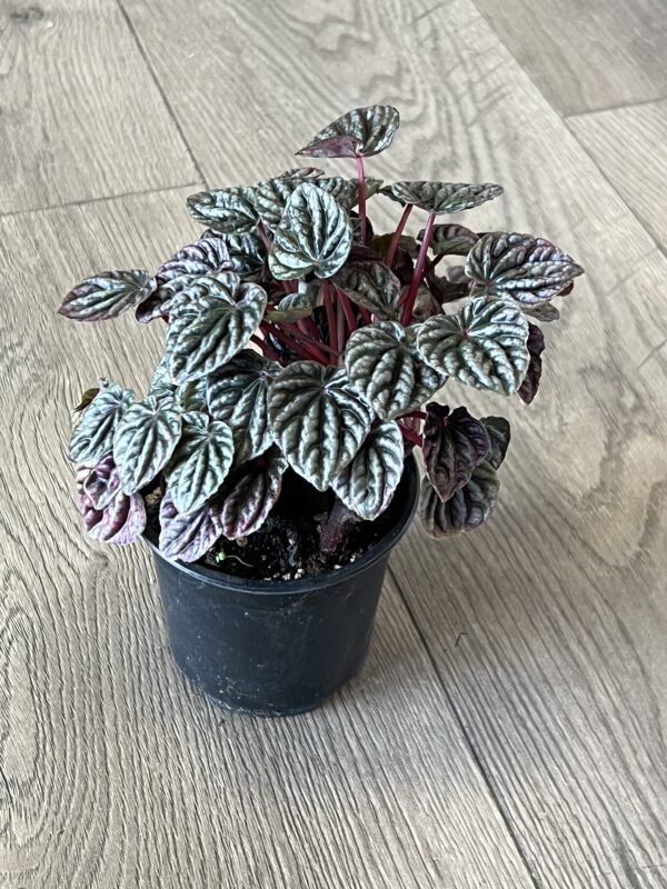 Peperomia ‘Red Ripple’ - Image 3